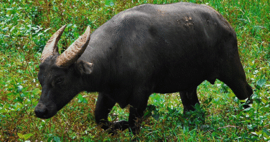 Endangered animal in the Philippines