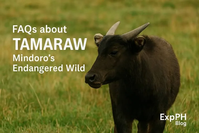 A realistic tamaraw standing in a grassy Mindoro field with text about FAQs on Tamaraw Mindoro’s endangered wild.