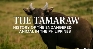 A realistic tamaraw standing in a grassy field in Mindoro showing its distinct horns and dark coat with text about the history of the endangered animal in the Philippines.