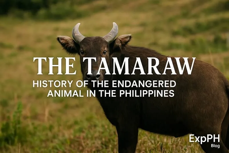 A realistic tamaraw standing in a grassy field in Mindoro showing its distinct horns and dark coat with text about the history of the endangered animal in the Philippines.