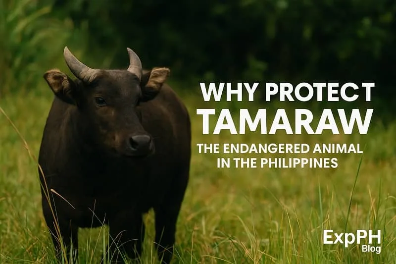 A realistic tamaraw standing in tall green grass with text asking why we should protect this endangered animal in the Philippines.