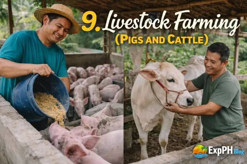 Filipino farmers feeding pigs and caring for cattle in a farm with livestock pens and ExpPH Blog logo