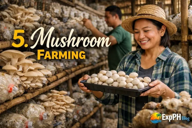 Filipino farmer harvesting fresh mushrooms inside a mushroom growing house with shelves of oyster mushrooms in plastic bags and ExpPH Blog logo