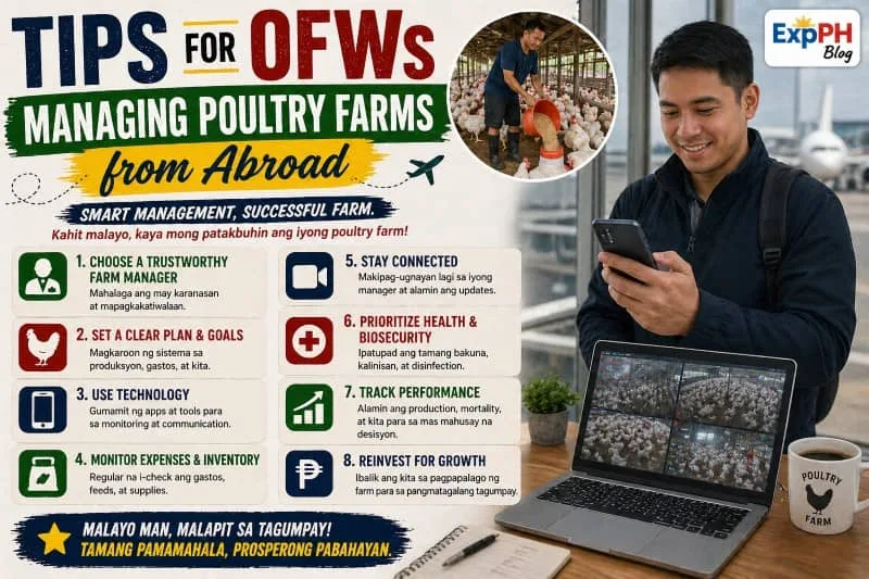 Filipino OFW using smartphone and laptop to monitor poultry farm remotely with tips for managing poultry farms from abroad and ExpPH Blog logo