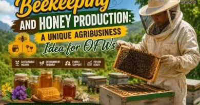 Filipino beekeeper inspecting honeycomb frames beside beehives and honey jars for an OFW beekeeping business in the Philippines.