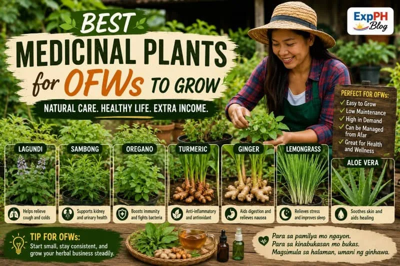 Filipino woman growing medicinal plants like lagundi, sambong, turmeric, ginger, lemongrass, oregano, and aloe vera in a herbal farm with ExpPH Blog logo.