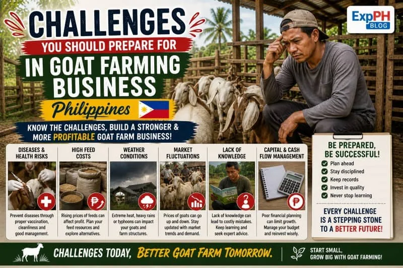 Filipino farmer checking goats in a farm showing common challenges in goat farming business in the Philippines