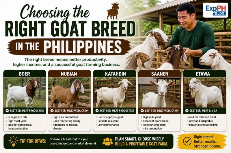 Different goat breeds in the Philippines including native Boer and Anglo Nubian goats in a farm setting for goat farming business