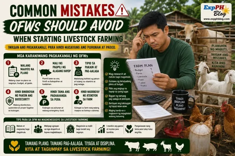 Filipino OFW reviewing livestock farm plans while avoiding common mistakes in pig and cattle farming in the Philippines.