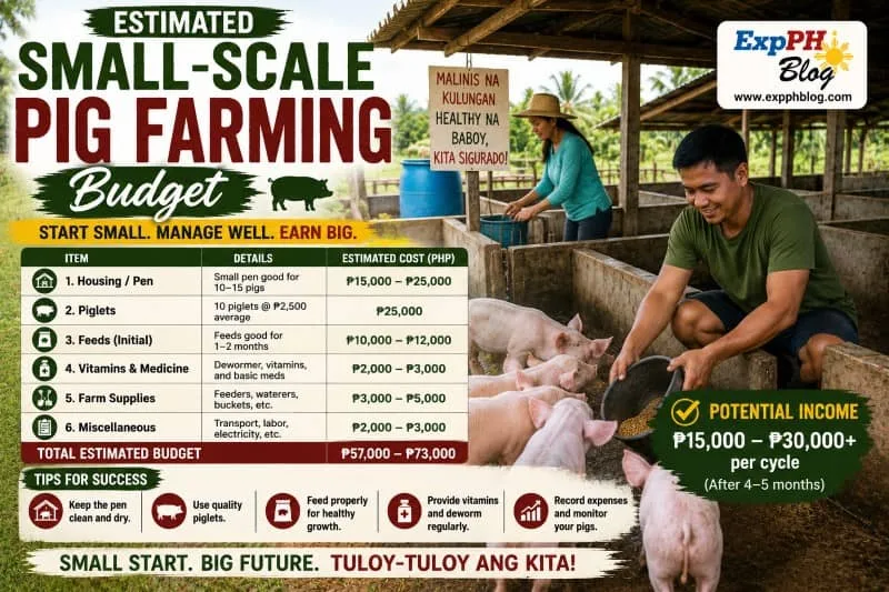 Filipino pig farmer feeding pigs inside a small-scale piggery farm with an estimated budget guide for beginners in the Philippines.