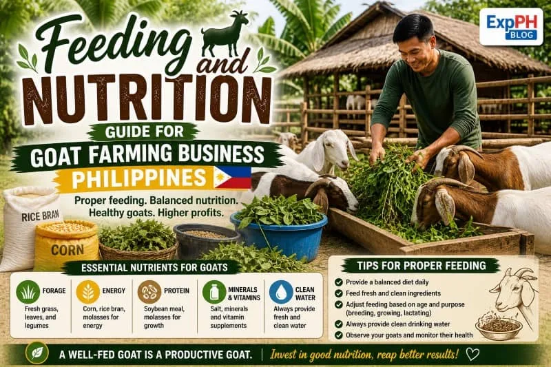 Filipino farmer feeding goats with grass and feeds showing proper nutrition for goat farming business in the Philippines