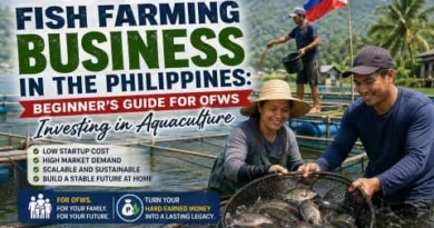 Filipino fish farmers harvesting tilapia in a fish cage system in the Philippines, representing fish farming business Philippines for OFWs investing in aquaculture