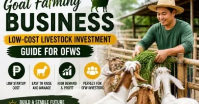 Filipino farmer feeding goats in a rural farm setup showing goat farming business opportunity in the Philippines for OFWs