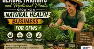 Filipino woman harvesting medicinal plants in a herbal farm with text about starting a natural health business for OFWs and ExpPH Blog logo.