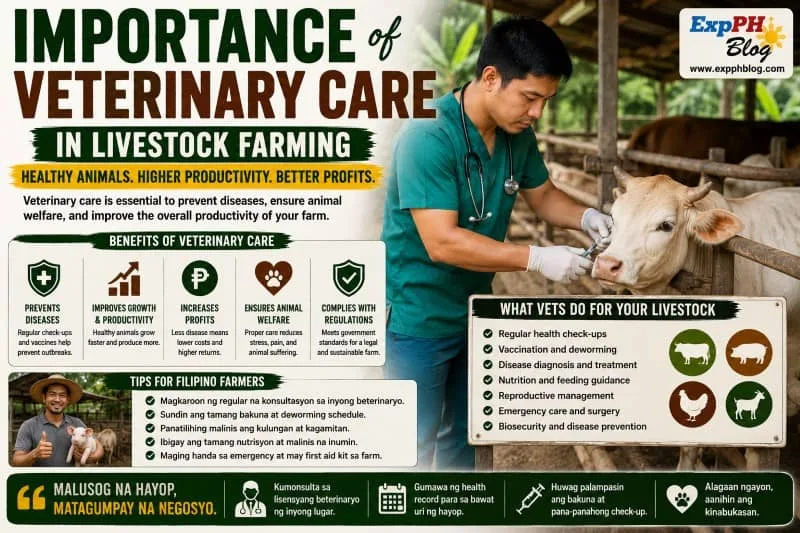 Filipino veterinarian checking pigs and cattle inside a livestock farm while providing proper veterinary care in the Philippines.