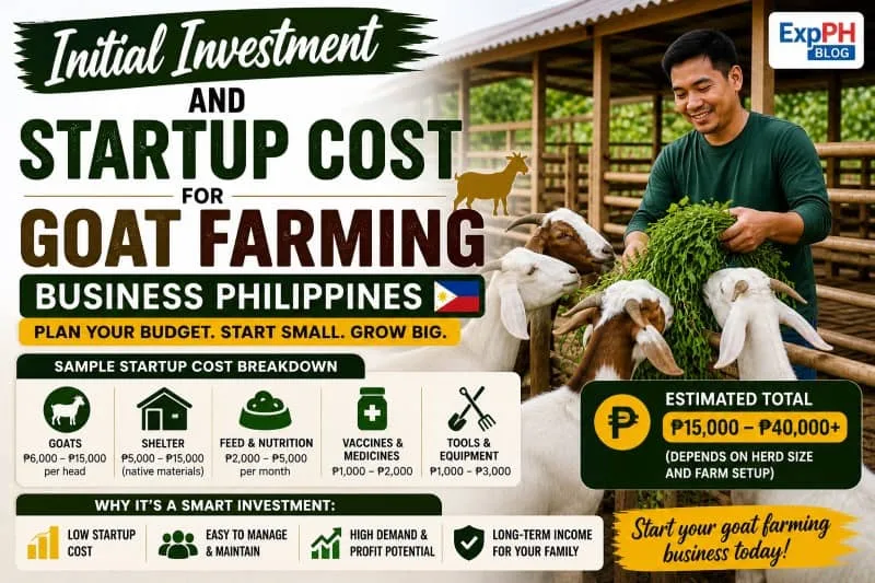 Filipino farmer feeding goats in a farm with visual breakdown of goat farming startup cost in the Philippines for OFWs