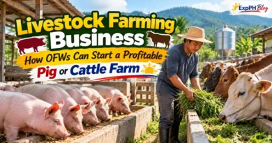 Filipino farmer feeding pigs and cattle on a rural livestock farm in the Philippines.