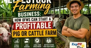 Filipino livestock farmer standing beside pigs and cattle inside a farm while promoting a profitable livestock farming business for OFWs in the Philippines.