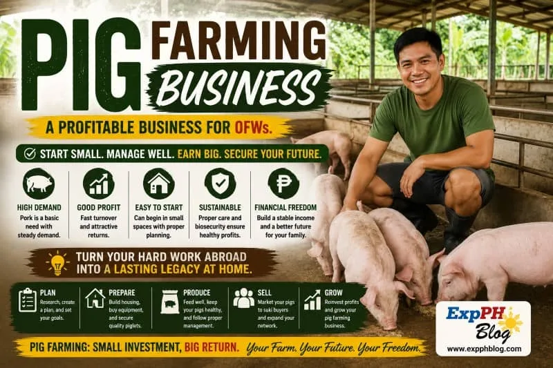Filipino pig farmer managing healthy pigs inside a modern piggery farm while promoting a profitable pig farming business in the Philippines.