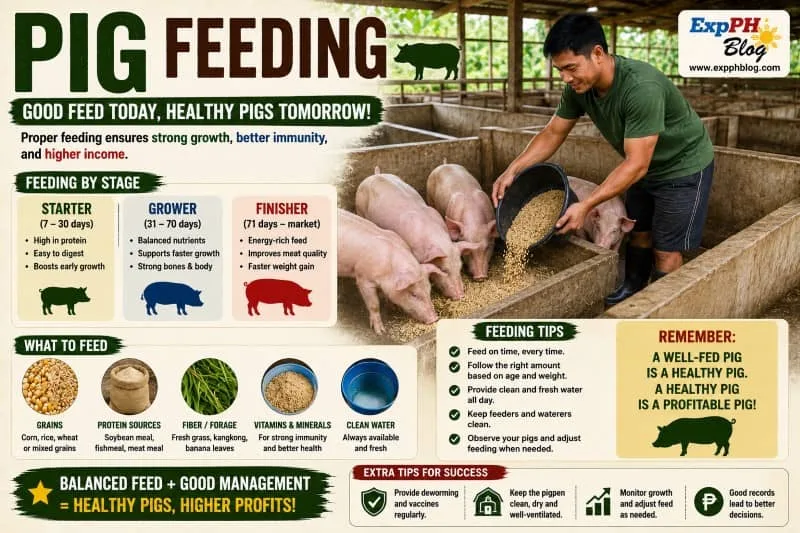 Filipino pig farmer feeding healthy pigs inside a clean piggery farm while following proper pig feeding practices in the Philippines.