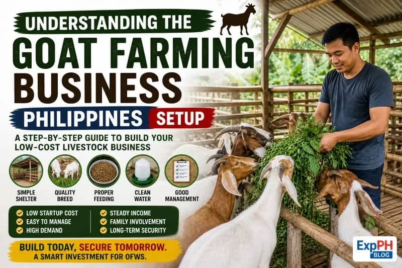 Filipino farmer feeding goats in a farm showing goat farming business setup in the Philippines with shelter feeding and management