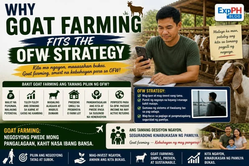 Filipino OFW checking phone while monitoring goat farm showing goat farming as a smart investment strategy for OFWs in the Philippines