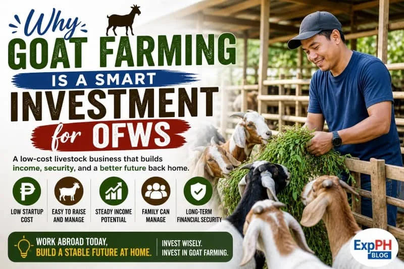 Filipino farmer feeding goats in a backyard farm showing goat farming as a smart low-cost investment for OFWs in the Philippines