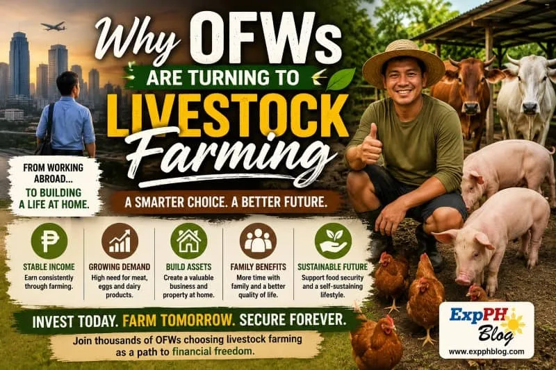Filipino OFW farmer beside pigs and cattle promoting livestock farming as a stable business opportunity for OFWs in the Philippines.